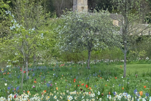 Field of flowers at Dyrham